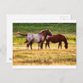 牧草地の馬 ポストカード (正面/裏面)