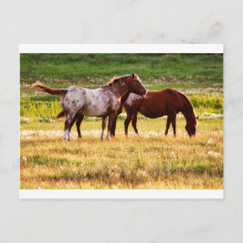 牧草地の馬 ポストカード