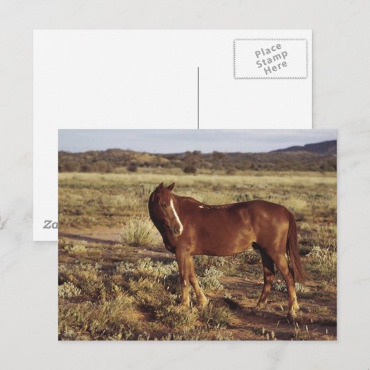 牧草地の馬 ポストカード (正面/裏面)