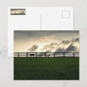 牧草地の馬 ポストカード (正面/裏面)