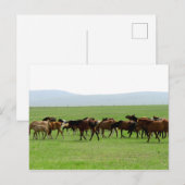 牧草地の馬 – 風景写真 ポストカード (正面/裏面)