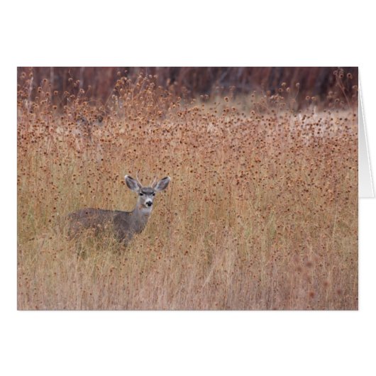 牧草地の鹿 (正面横)