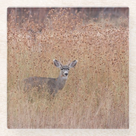 牧草地の鹿 ガラスコースター (正面)