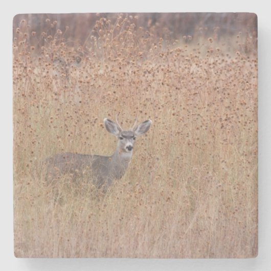 牧草地の鹿 ストーンコースター (正面)