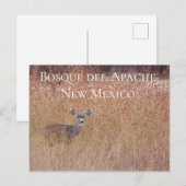 牧草地の鹿、ボスク・デル・アパッチ葉書 ポストカード (正面/裏面)