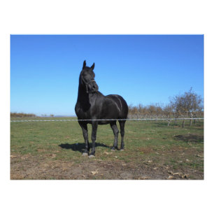 牧草地の黒馬 フォトプリント           