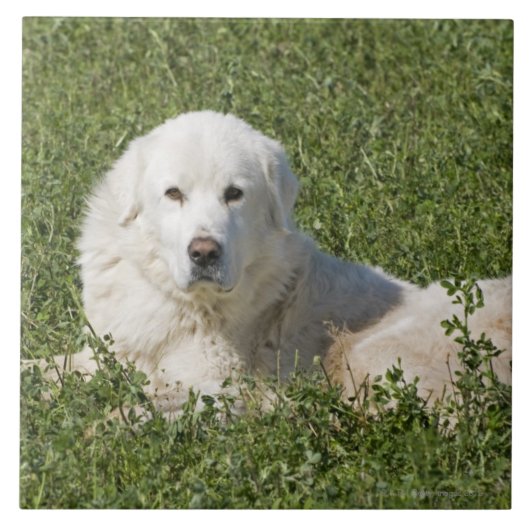 牧草地のMaremmaの牧羊犬は家畜として機能します タイル (正面)