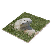 牧草地のMaremmaの牧羊犬は家畜として機能します タイル (側面)