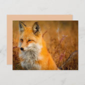 牧草地キツネの葉書 ポストカード (正面/裏面)