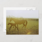 牧草地ランニングの馬と馬 ポストカード (正面/裏面)