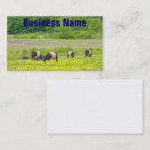牧草地Rockportメインのギャロウェーベルトを付けられた牛 名刺 (正面/裏面)