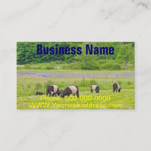 牧草地Rockportメインのギャロウェーベルトを付けられた牛 名刺 (正面)