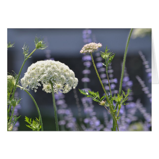牧草花 (正面横)