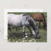 牧馬 ポストカード (正面/裏面)