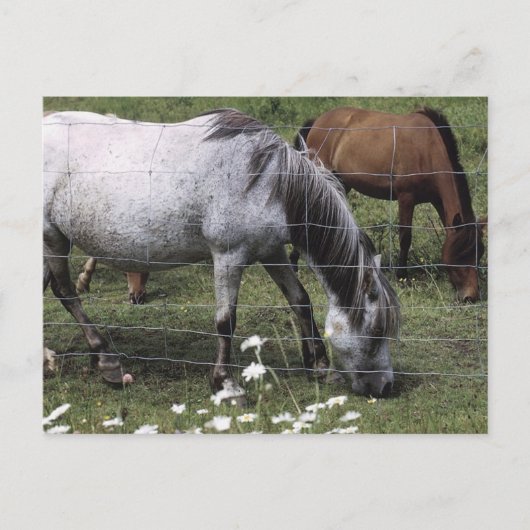 牧馬 ポストカード (正面)