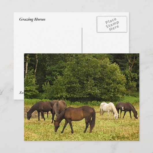 牧馬 ポストカード (正面/裏面)