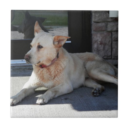 物語との犬 タイル (正面)