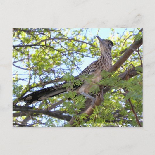 特別な友人へのハッピーバースデー。 ポストカード (正面)