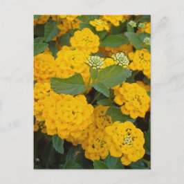 特別な友達に贈るポジティブな黄色の花 ポストカード