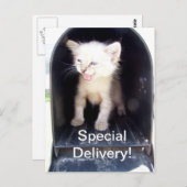 特別配送子猫はがき ポストカード (正面/裏面)