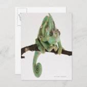 特徴のある大胆な色のカメレオン ポストカード (正面/裏面)