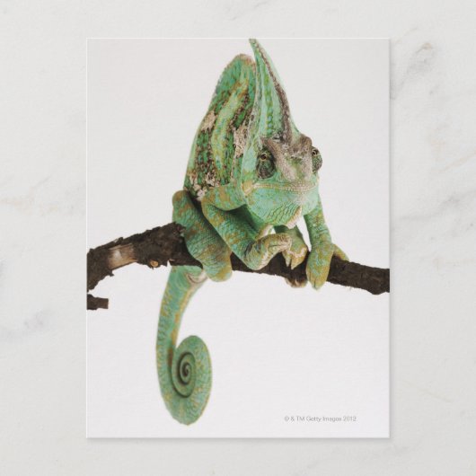 特徴のある大胆な色のカメレオン ポストカード (正面)