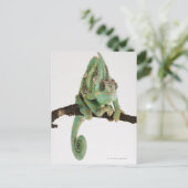 特徴のある大胆な色のカメレオン ポストカード (スタンド正面)