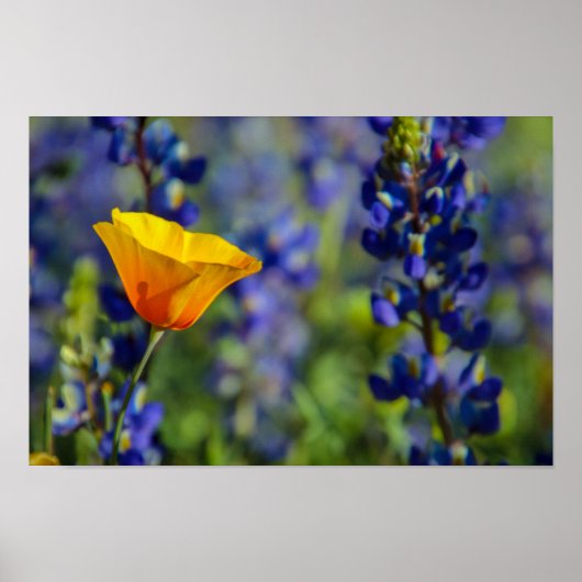 特殊 ポスター (正面)