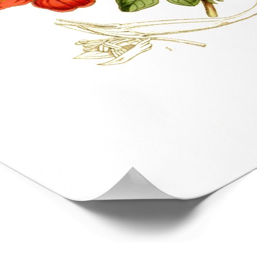 特発性tropaeolum ポスター (角)