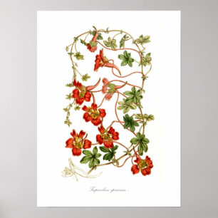 特発性tropaeolum ポスター
