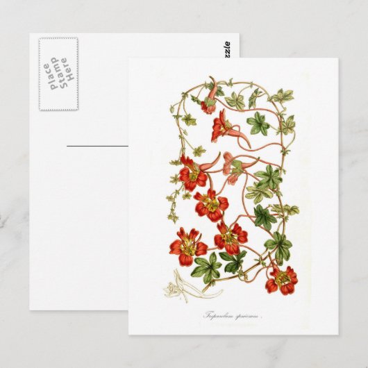 特発性tropaeolum ポストカード (正面/裏面)