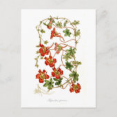 特発性tropaeolum ポストカード (正面)