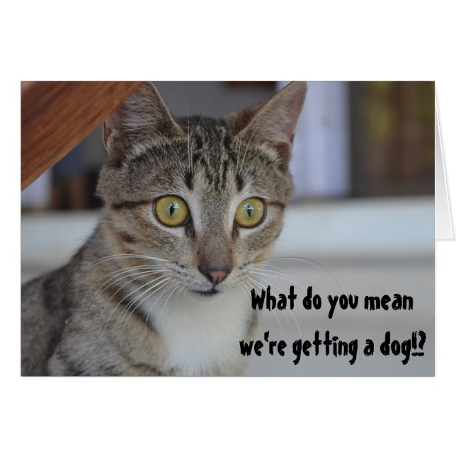 犬おもしろいのユーモアのサプライズ (正面横)