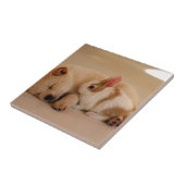 犬およびウサギ タイル (側面)