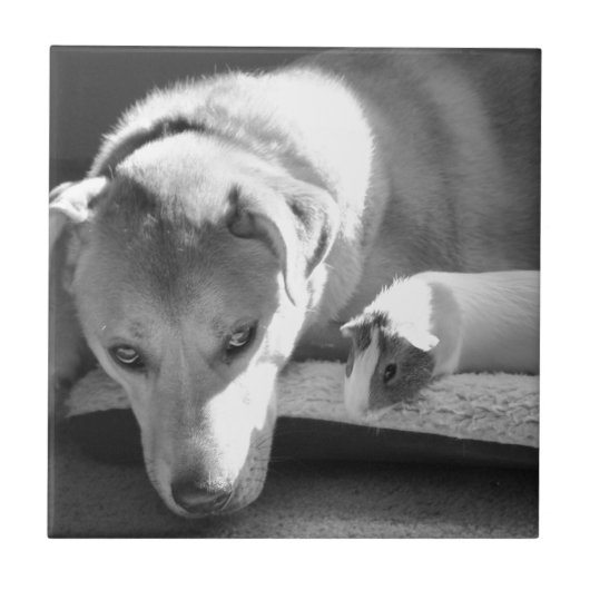 犬およびモルモットのタイル タイル (正面)