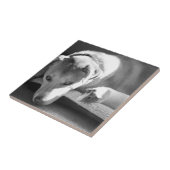 犬およびモルモットのタイル タイル (側面)