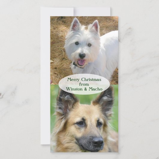 犬からのクリスマスフォトカード シーズンカード (正面)