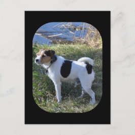 犬から愛を by Janz Jack Russell ポストカード