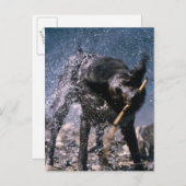 犬がコートから水を振る ポストカード (正面/裏面)