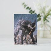 犬がコートから水を振る ポストカード (スタンド正面)