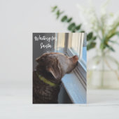 犬がサンタを待つ シーズンポストカード (スタンド正面)