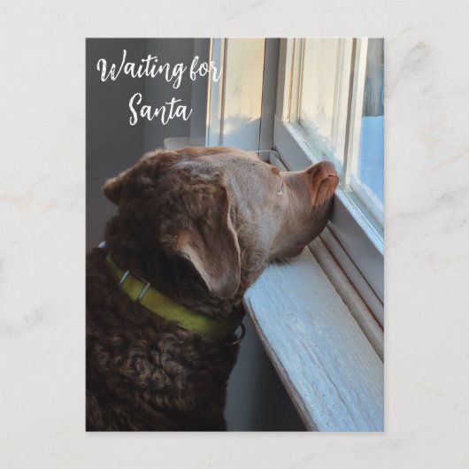 犬がサンタを待つ シーズンポストカード (正面)