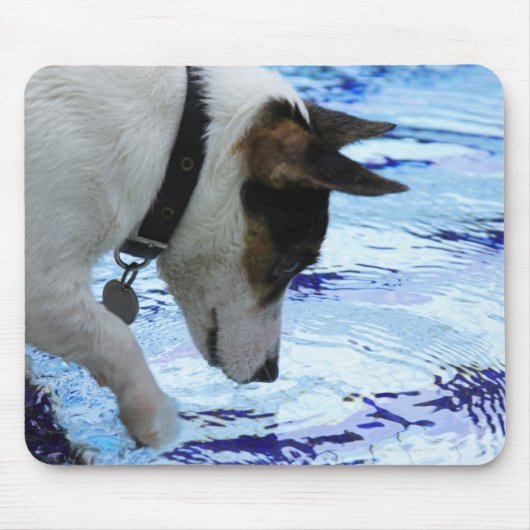 犬がスイミングプールで水に触れる マウスパッド (正面)