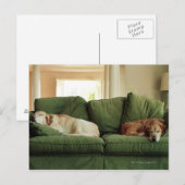 犬がソファで寝ている ポストカード (正面/裏面)