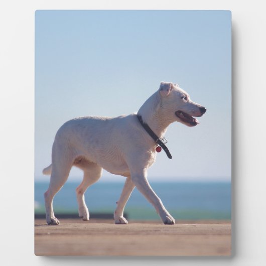 犬がビーチ フォトプラーク (正面)