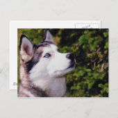 犬が上を見る ポストカード (正面/裏面)