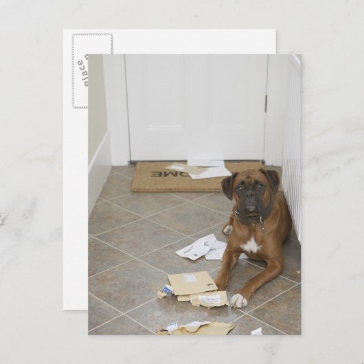 犬が嘘をついてメールを噛んだ ポストカード (正面/裏面)