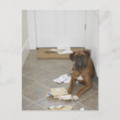 犬が嘘をついてメールを噛んだ ポストカード (正面)