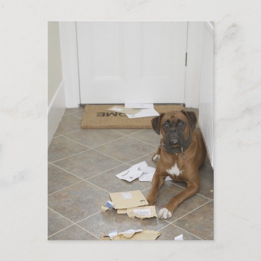 犬が嘘をついてメールを噛んだ ポストカード (正面)