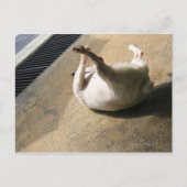 犬が床に横たわっている ポストカード (正面)